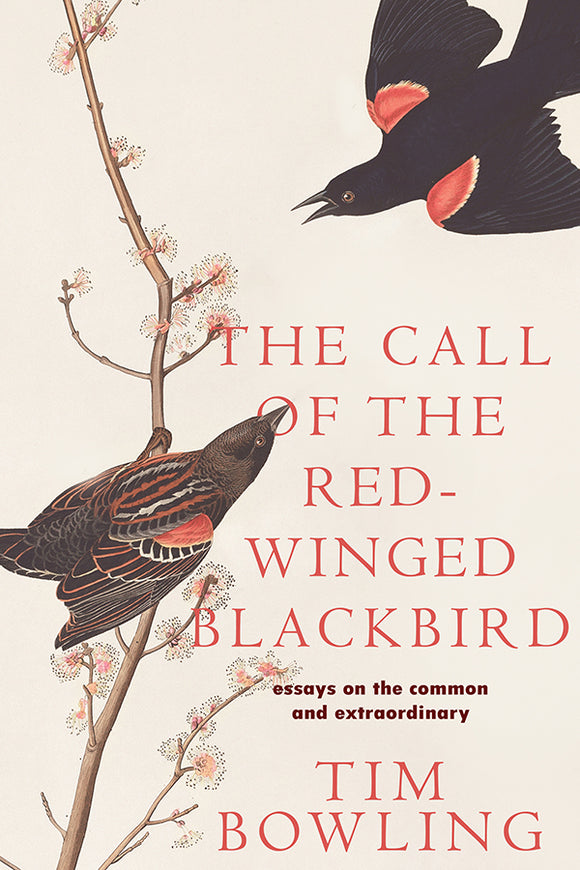 The Call of the Red-Winged Blackbird